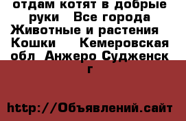 отдам котят в добрые руки - Все города Животные и растения » Кошки   . Кемеровская обл.,Анжеро-Судженск г.